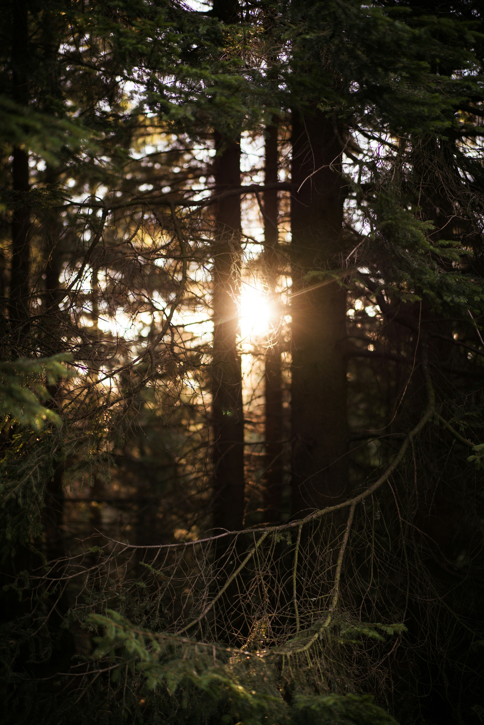 Blick durch Bäume im Harz, zur untergehenden Sonne. Blick durch Bäume im Harz, zur untergehenden Sonne.